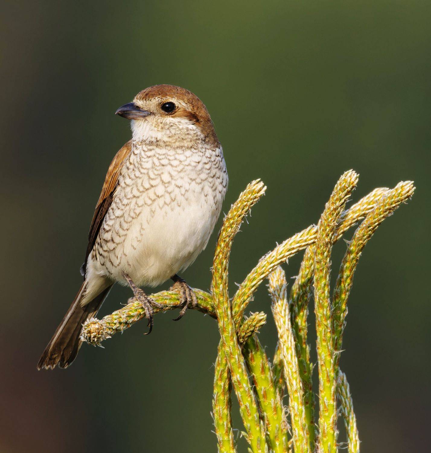 жулан, птицы, фото птиц, Александр Шипиленко