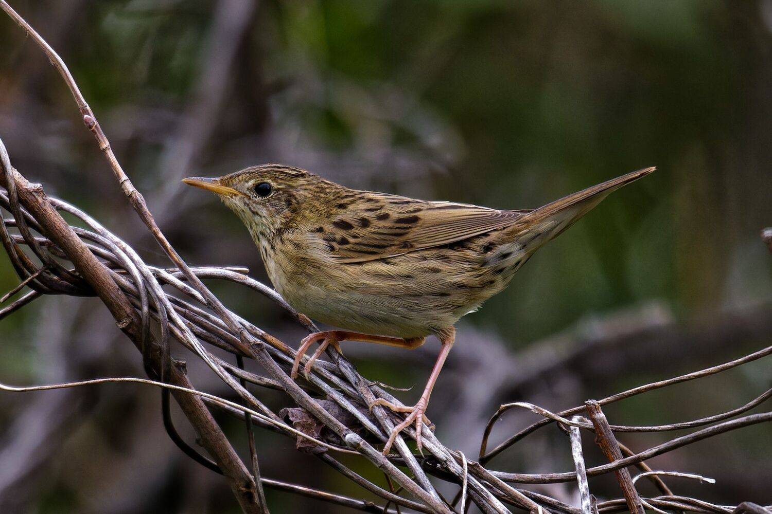 , Гильманов Артур