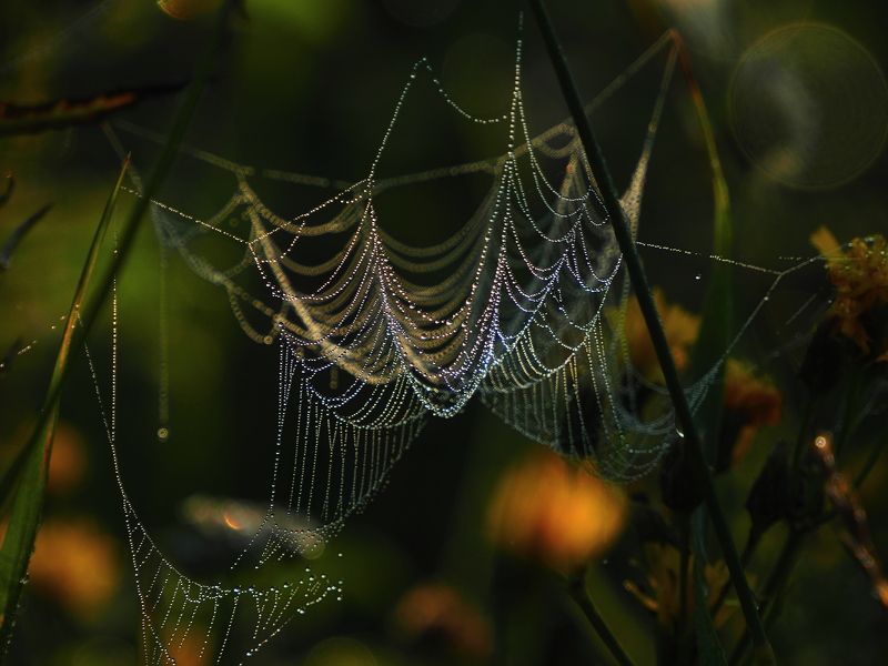 Пробуждение фото превью