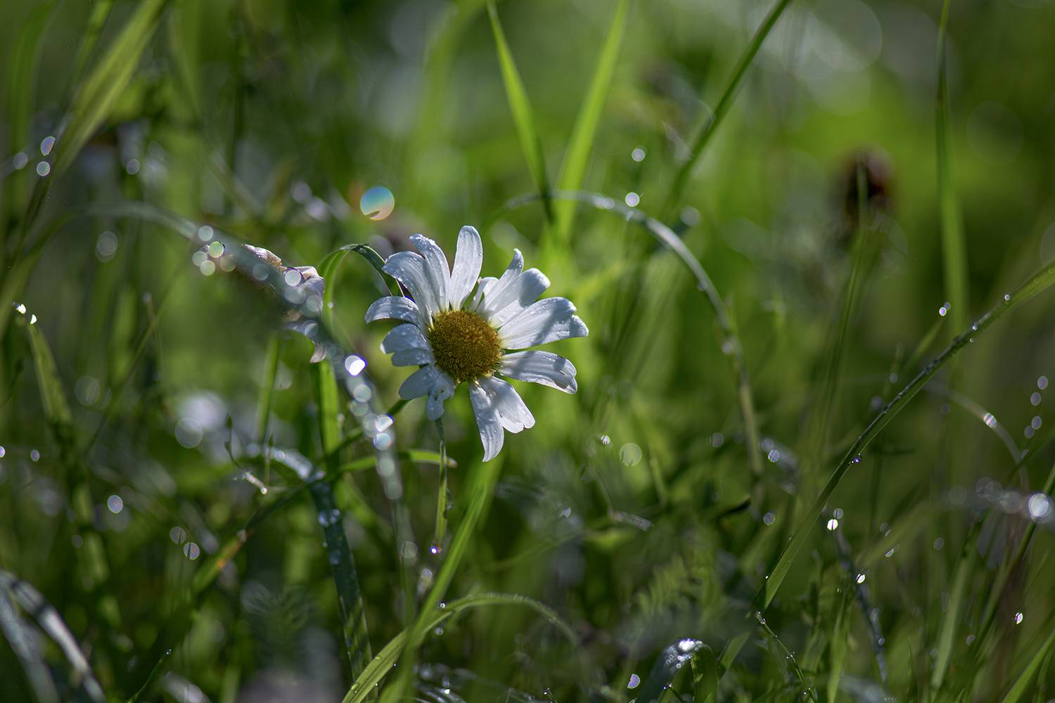 ромашка, цветы, роса, утро, Наталия Колтакова