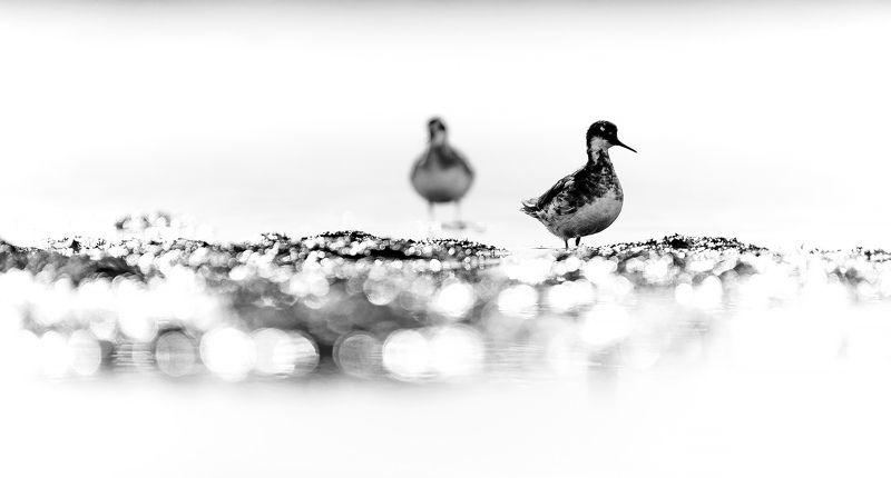 плавунчик, ямал, блики *** фото превью