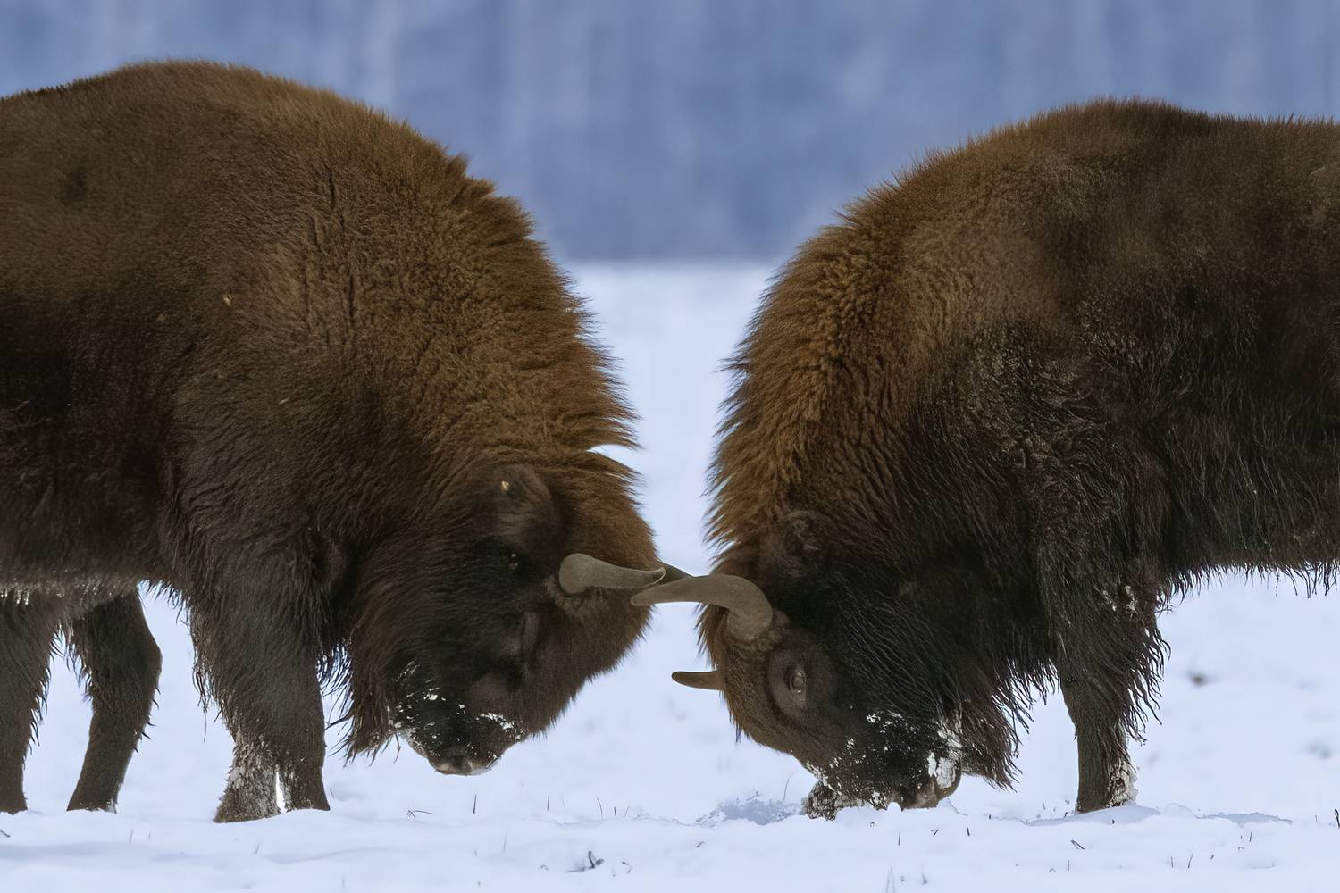 , Валерия Трейтяк
