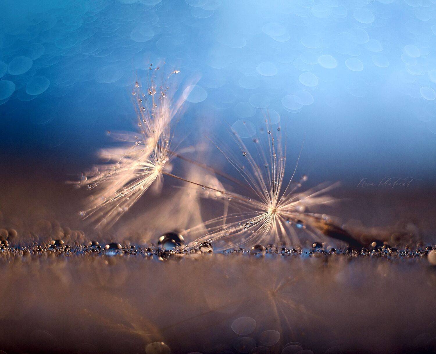 макро, макрофото, макросъёмка, макрофотография, Svetlana Smirnova