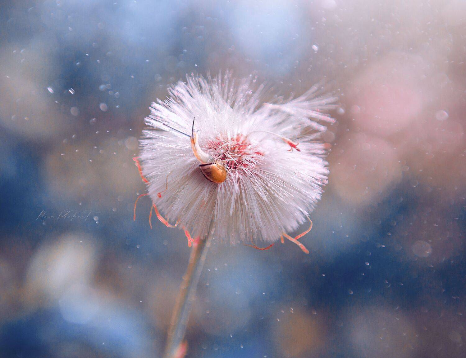 макро, макрофото, макросъёмка, макрофотография, Svetlana Smirnova