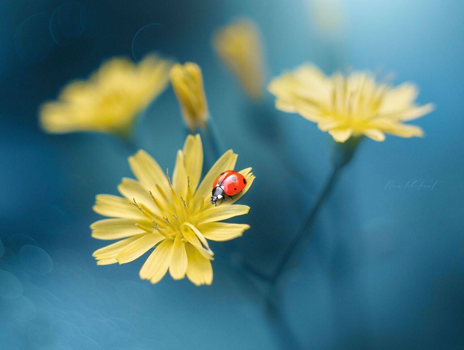 макро, макрофото, макросъёмка, макрофотография, Svetlana Smirnova