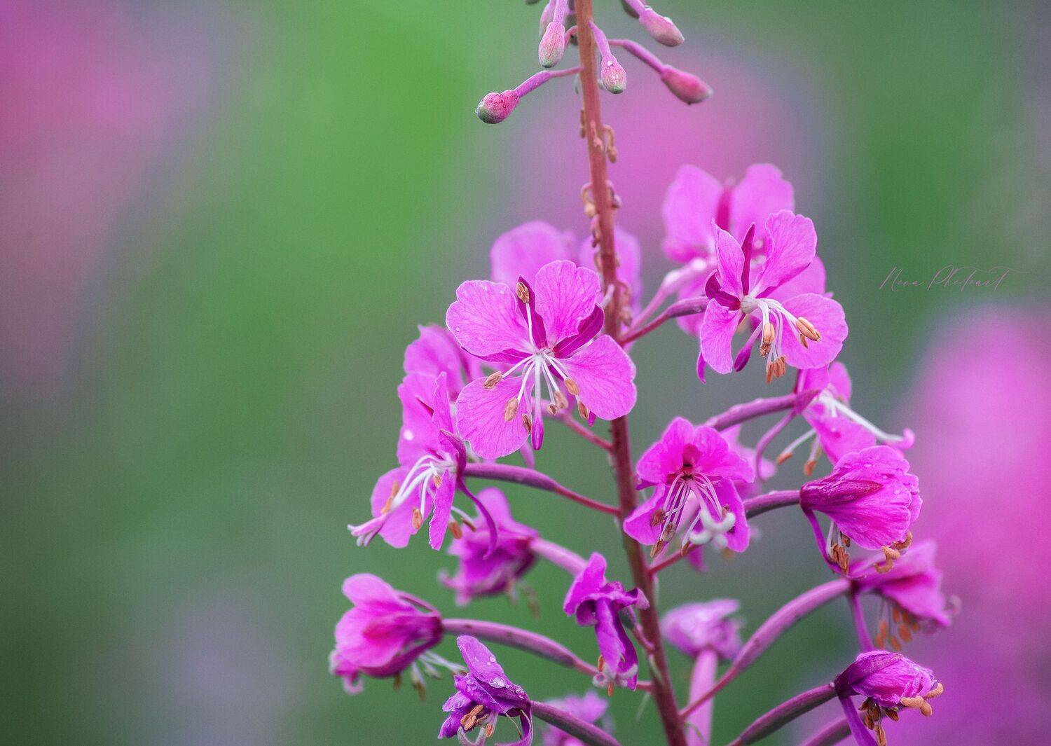 макро, макрофото, макросъёмка, макрофотография, кипрей, цветок, цветы, Svetlana Smirnova