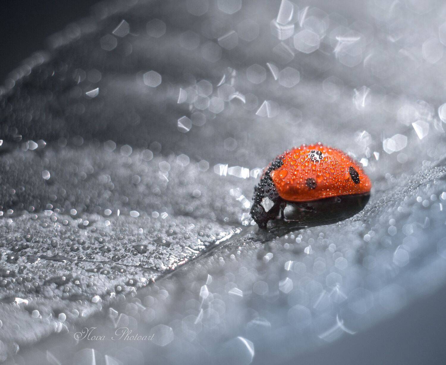 макро, макрофото, макросъёмка, макрофотография, божьякоровка, Svetlana Smirnova