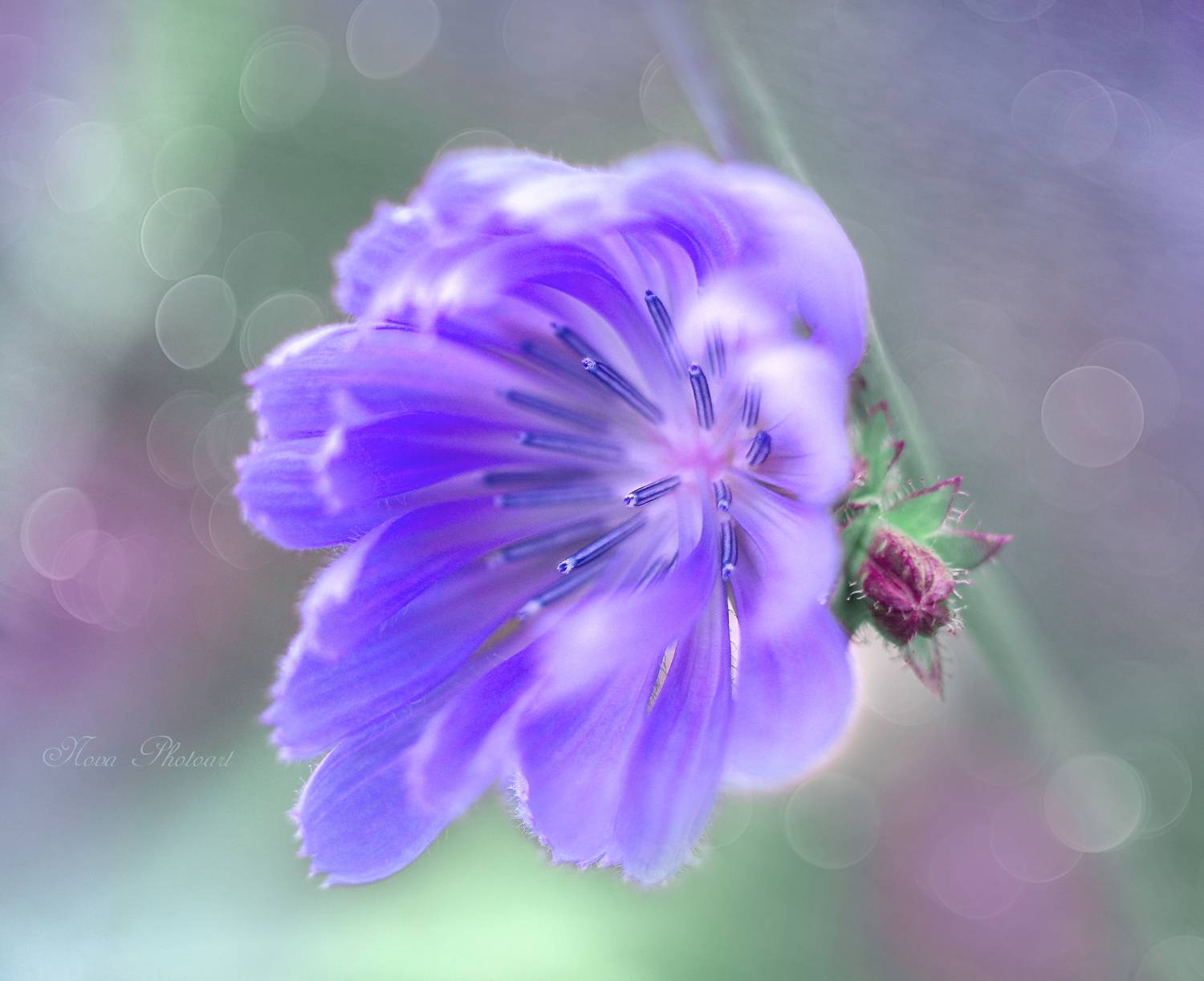 макро, макрофото, макросъёмка, макрофотография, цикорий, цветок, природа, Svetlana Smirnova