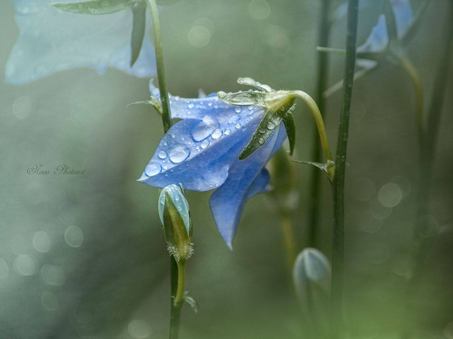 макро, макрофото, макросъёмка, макрофотография, колокольчик, цветок, Svetlana Smirnova