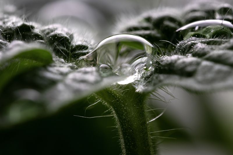 H2O фото превью