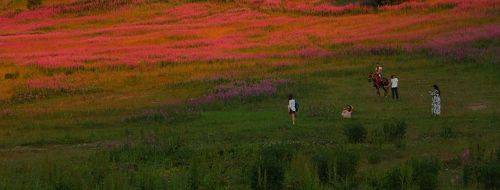 Иван-Чай в вечернем свете.