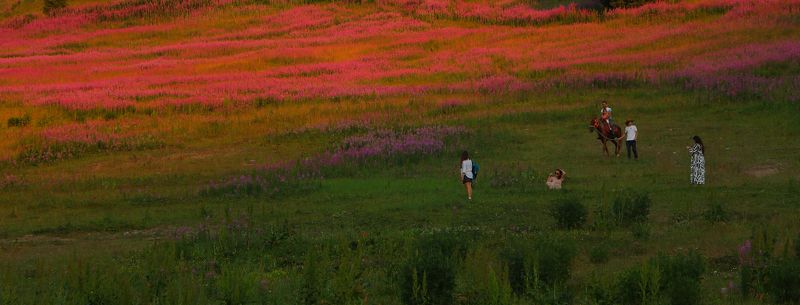 шаварёв, арт, природа, Иван-Чай в вечернем свете. фото превью