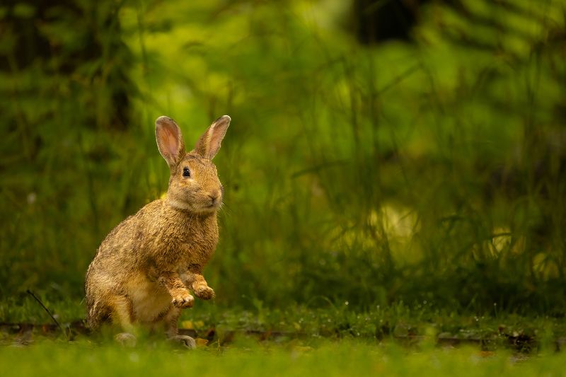 Rabbit фото превью