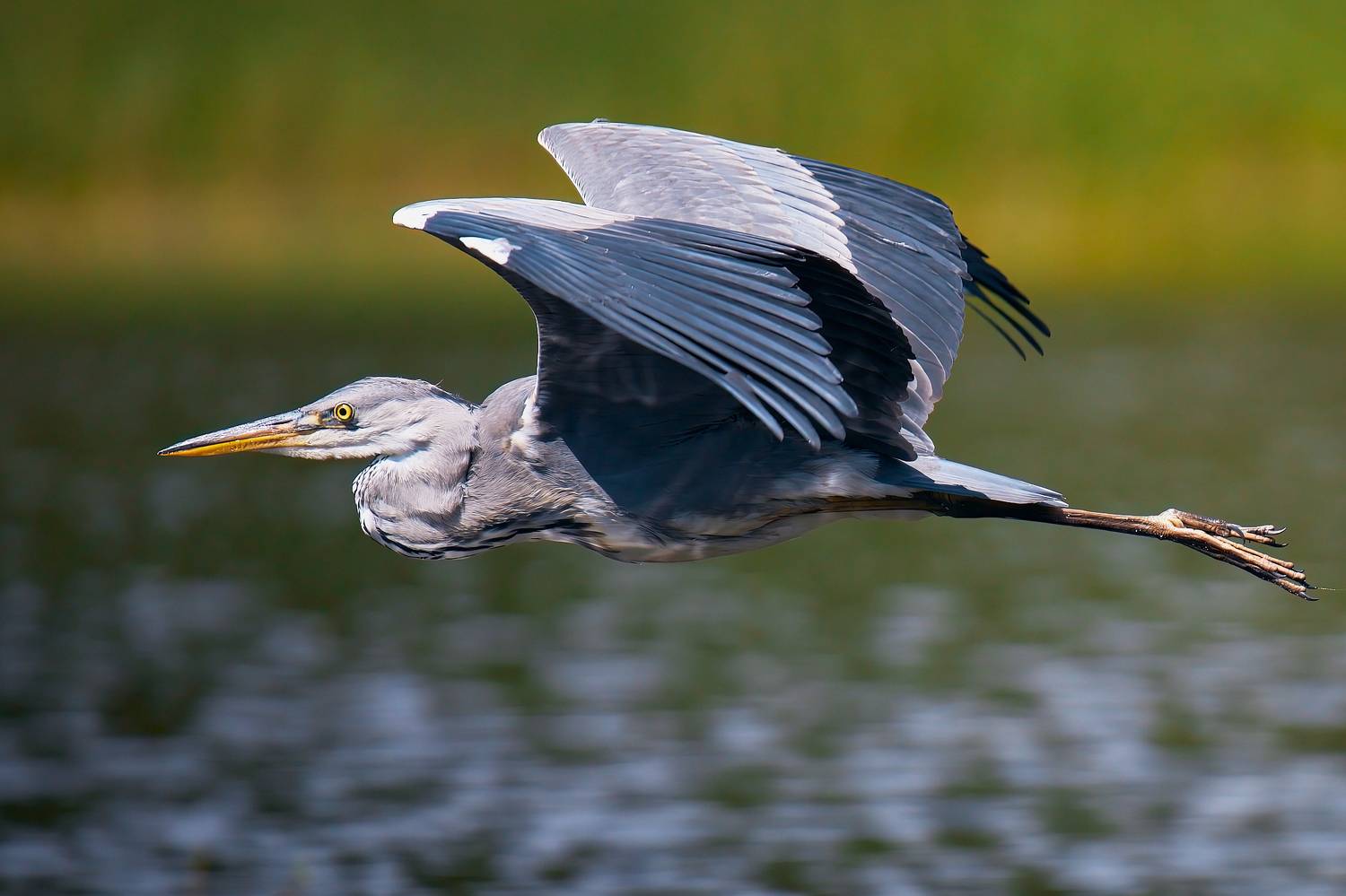  серая цапля летит птица в полете над водой, Mikhail Khmelevskiy