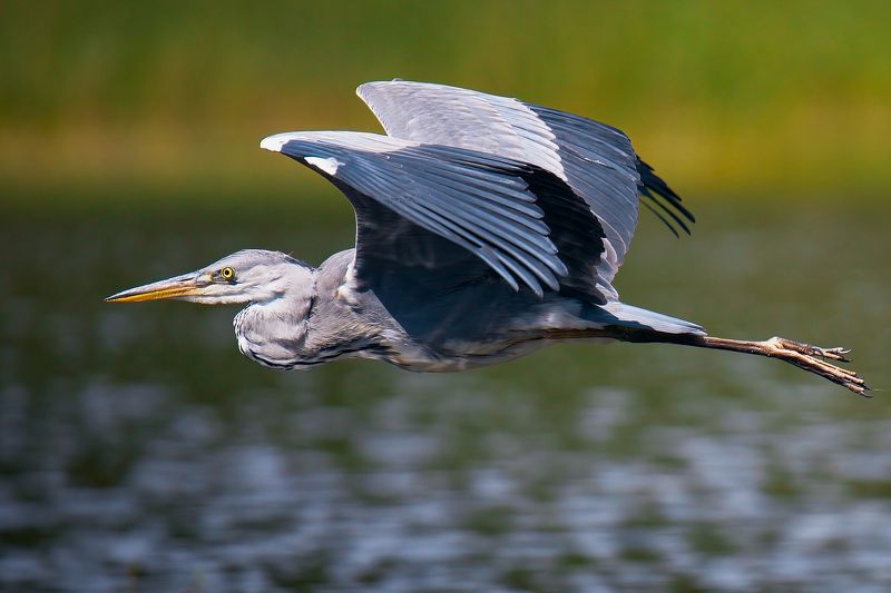 серая цапля летит птица в полете над водой Серая цапля фото превью