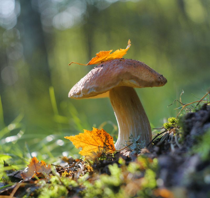 Утренний гриб. фото превью