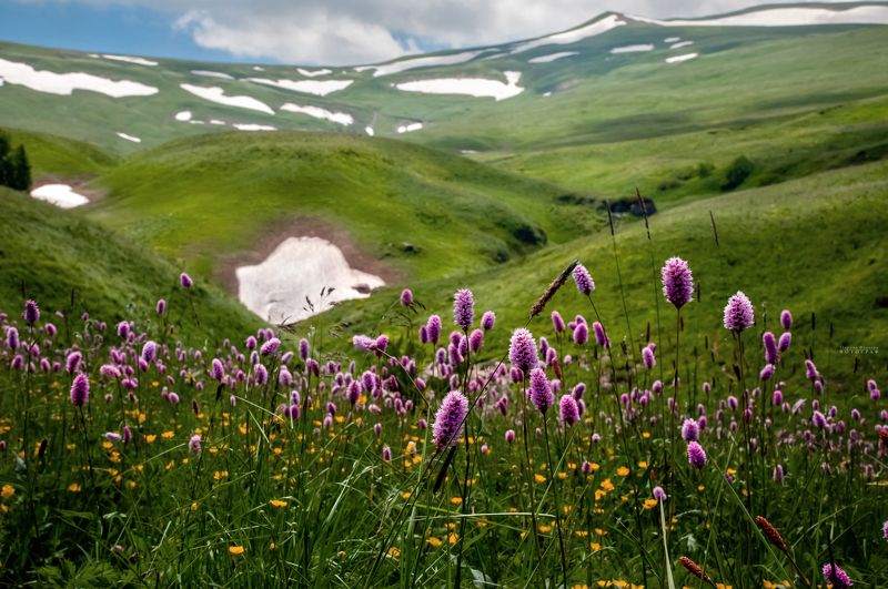 лагонаки, заповедник, природа, адыгея, Альпийские луга плато Лагонаки фото превью