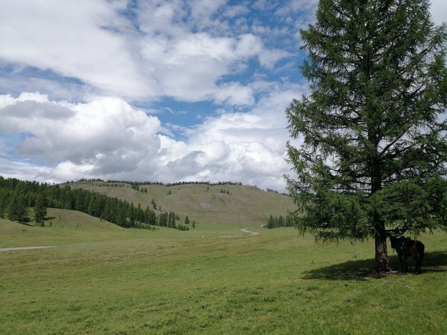 алтай,природа,лето,пейзаж,урочище,пазырык, Козлова Галина