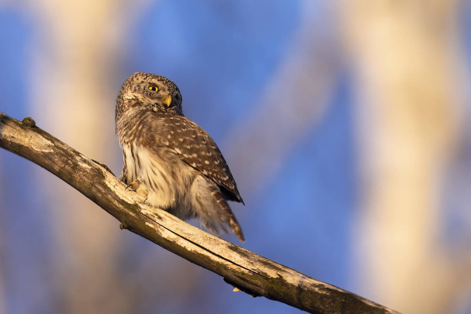 воробьиный, сыч, Пронин Денис