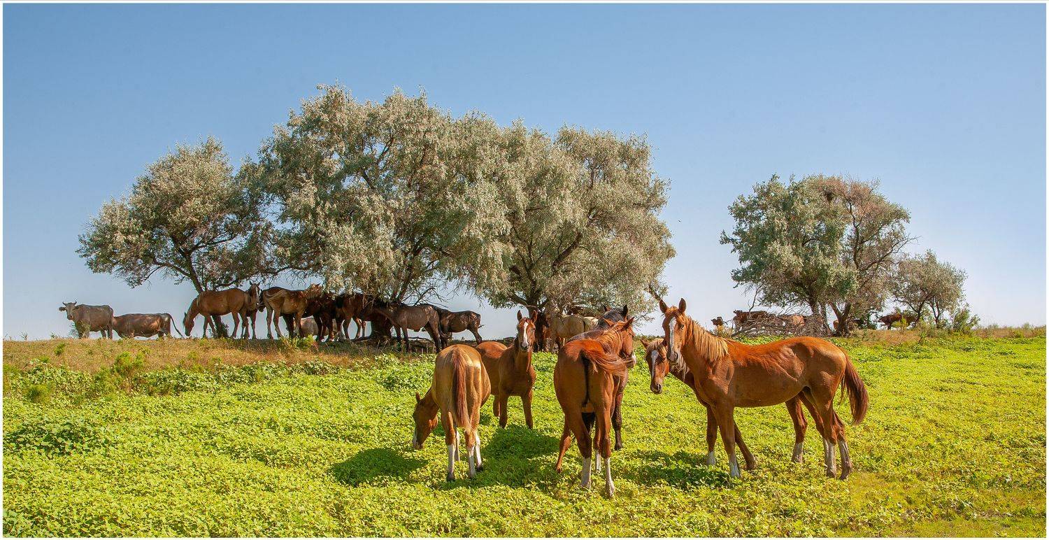 у села  камышово, Сергей цыбизов