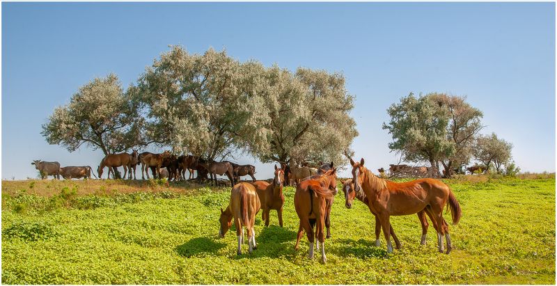 у села  камышово В ТЕНИ  СЕРЕБРИСТОГО  ЛОХА   (+43 ) фото превью