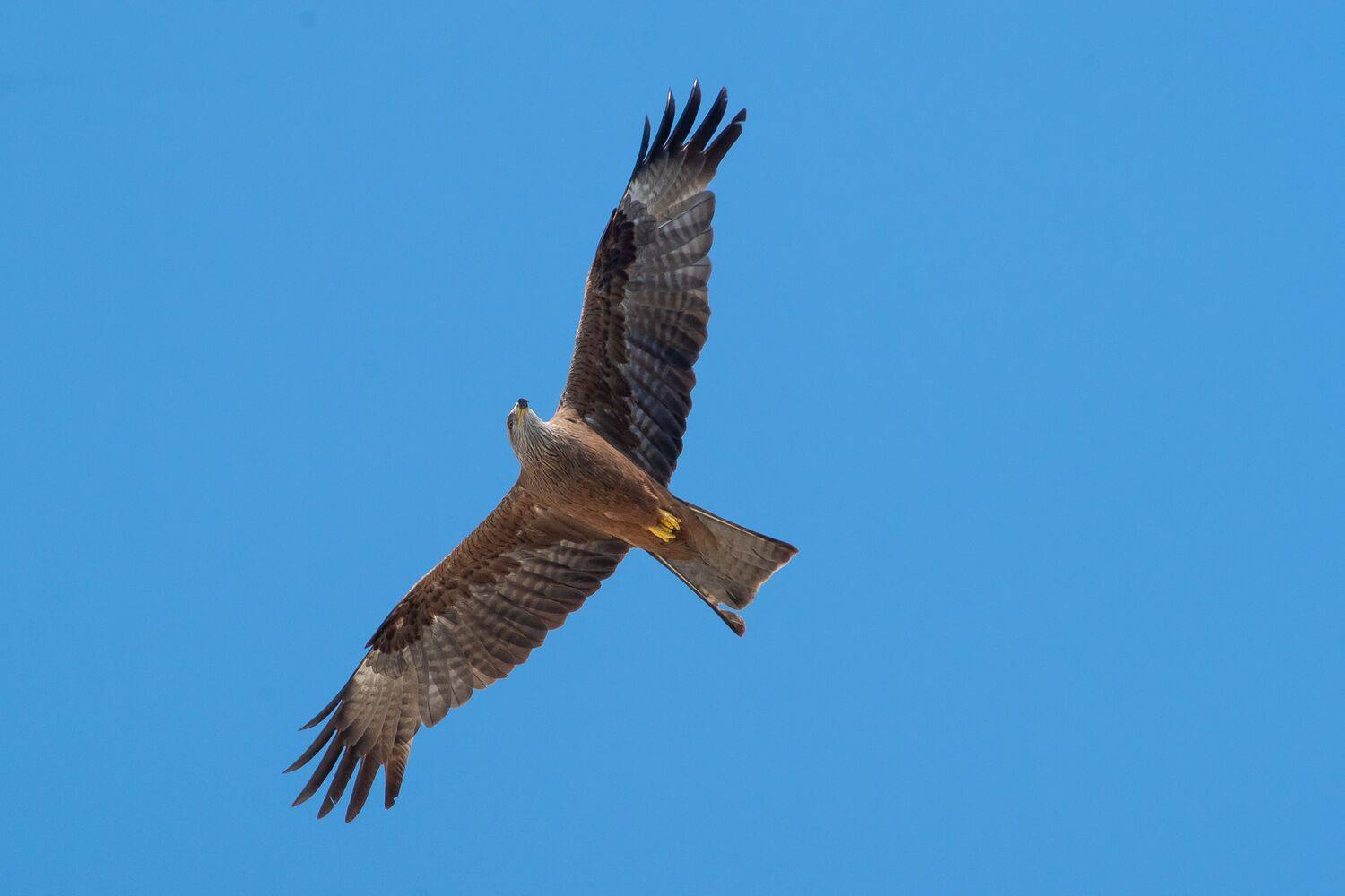 bird, birds, birdswatching, volgograd, russia, Pandion haliaetus, , Сторчилов Павел