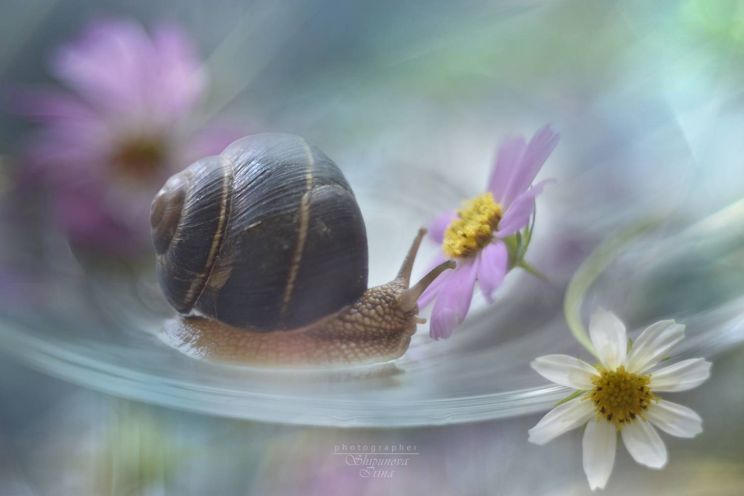 , Ирина Шипунова