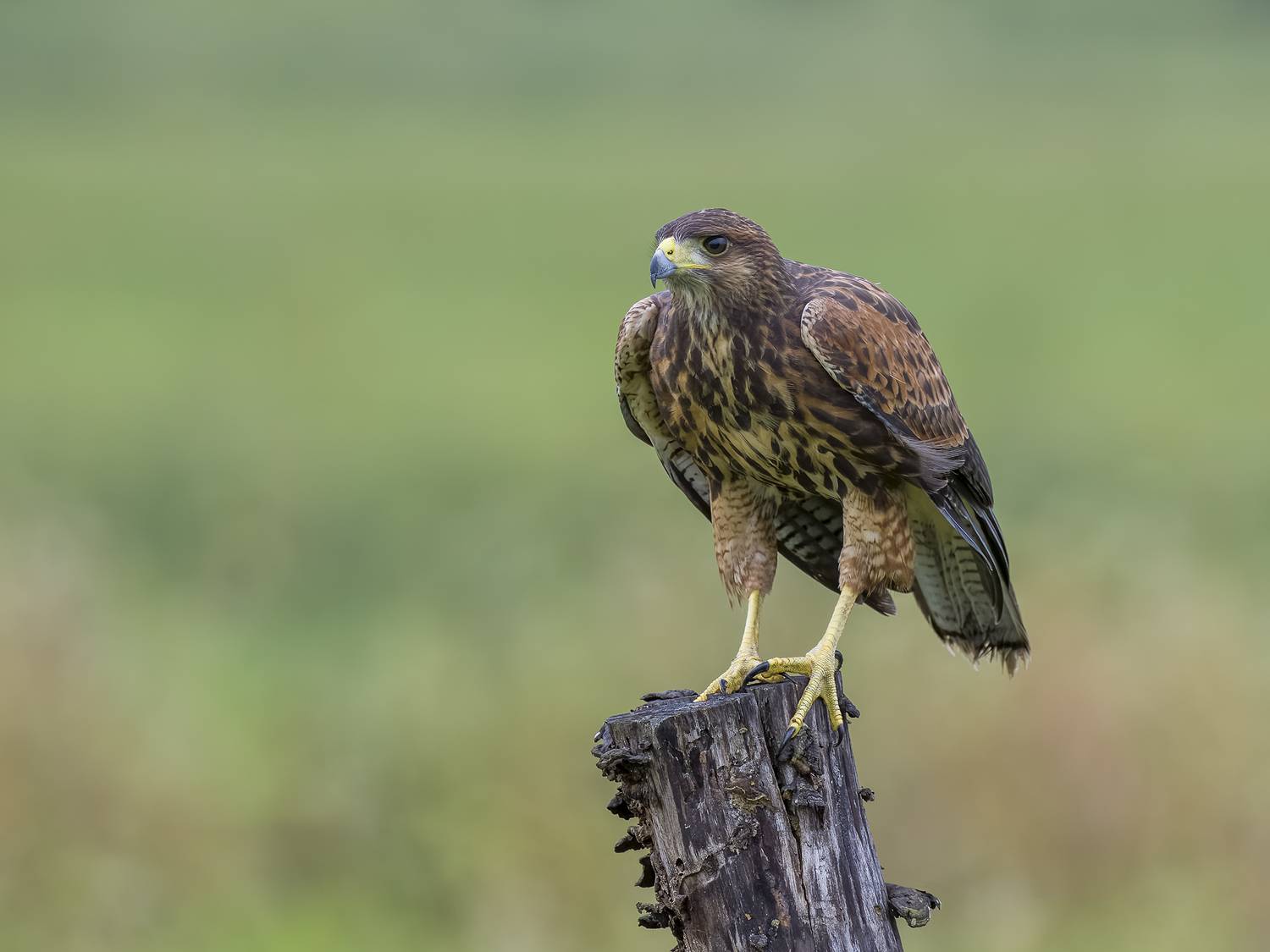 , Burgalin Sequeira Fernando