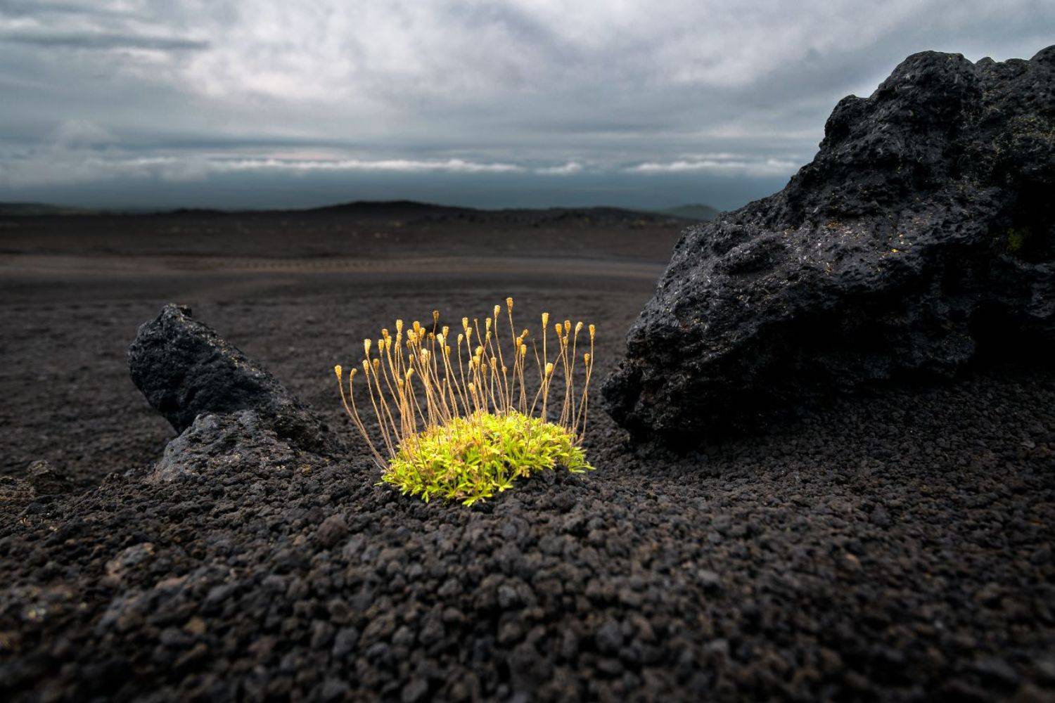вулканы, шлак, пепел, растение, зелёное, контраст, Сергей Андреев