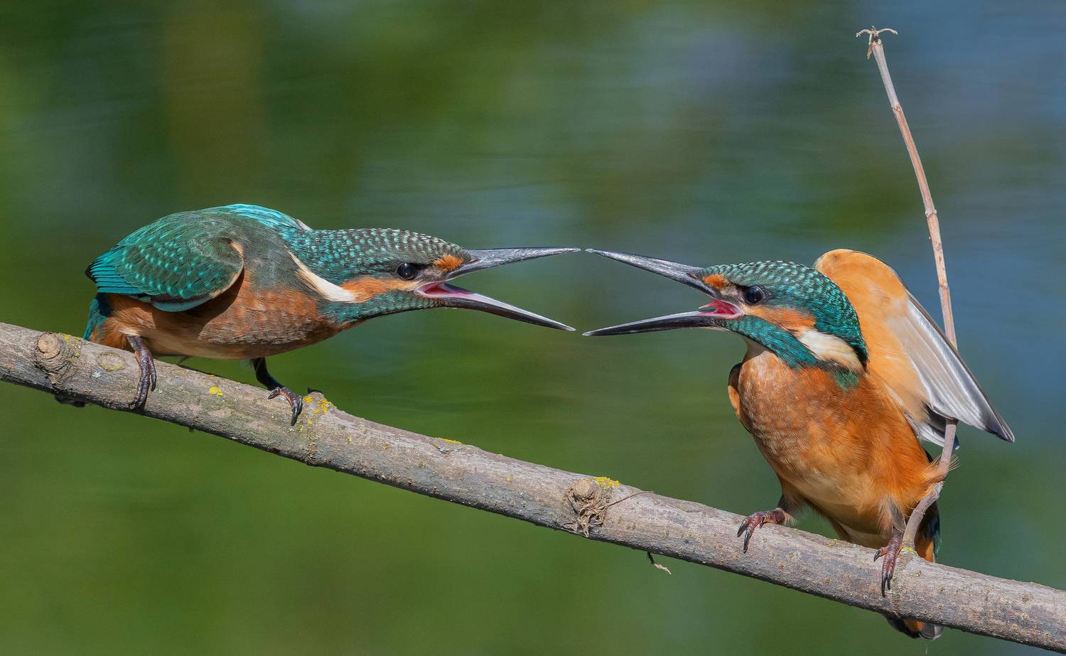 птицы, зимородок, фотоохота, природа, весна, лето, Сигушин Руслан