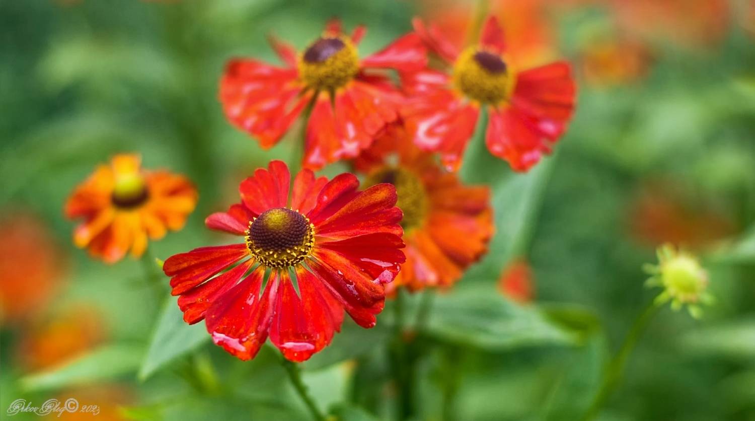 , Орлов Олег