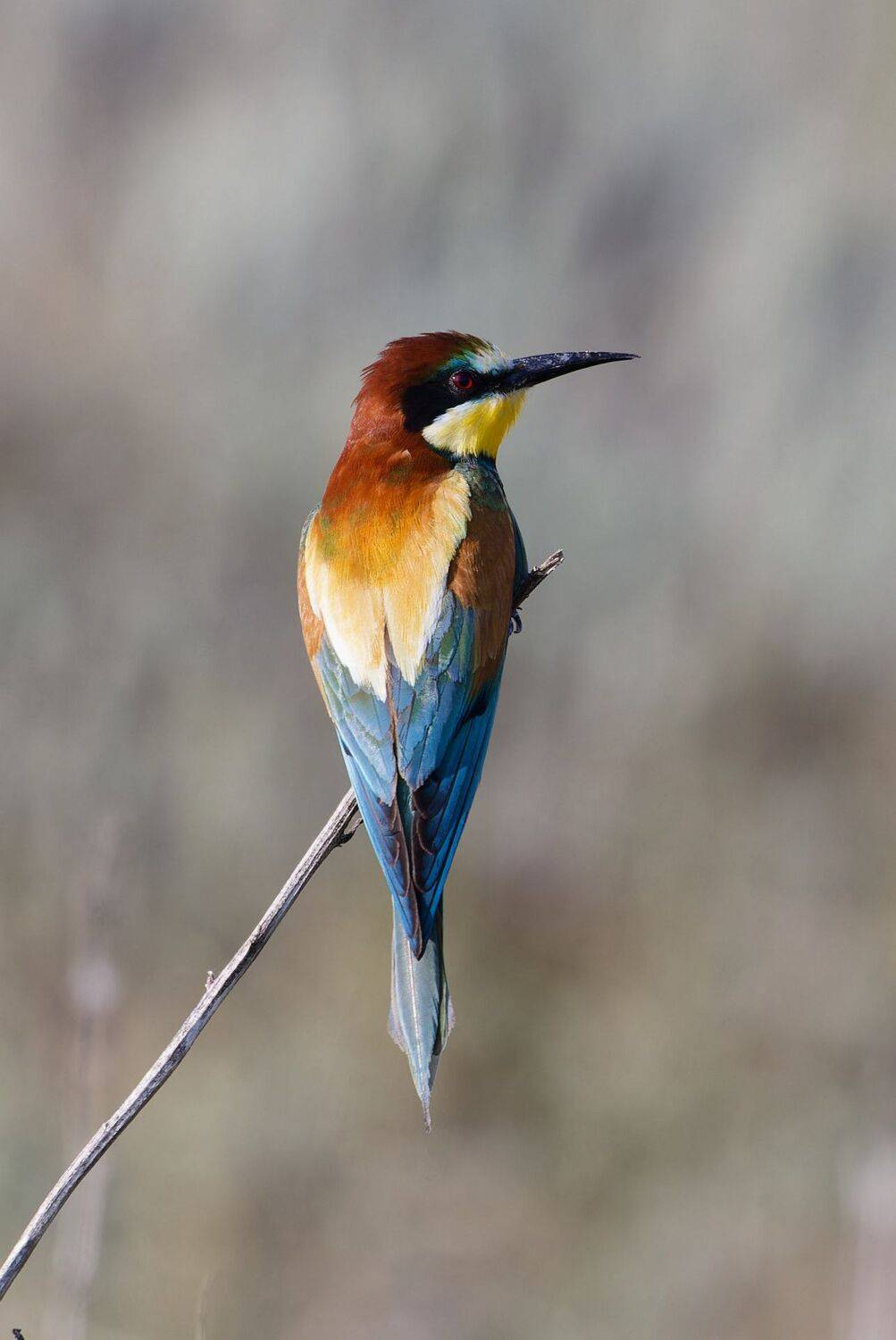 , Гильманов Артур