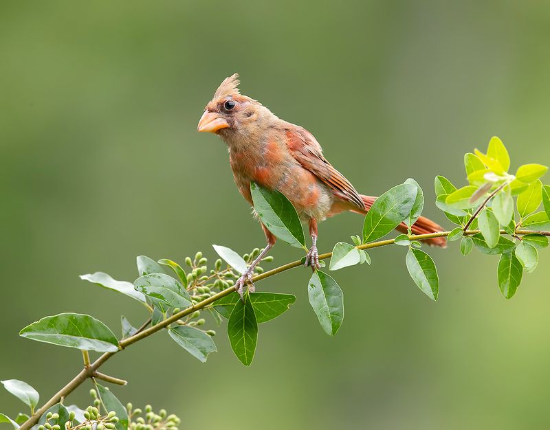 красный кардинал, northern cardinal, cardinal,кардинал Juvenile Northern Cardinal - Молодая птица -Красный кардинал фото превью
