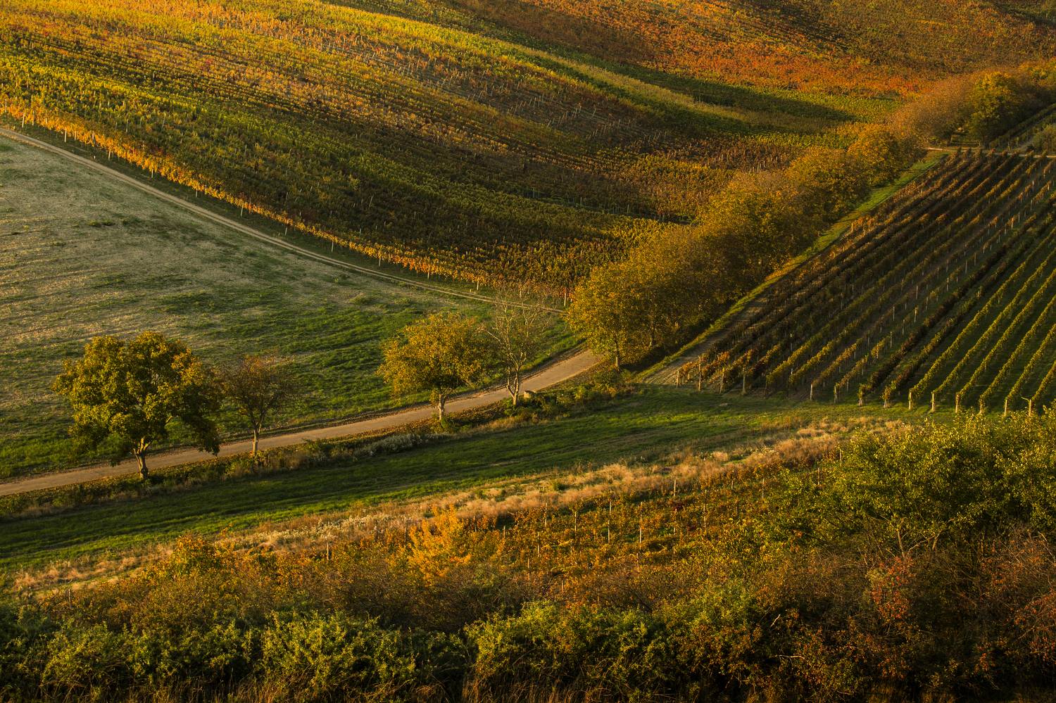 Nature, Agricultural, Field, Agriculture, Rural, RuralScene, Hill, Tree, autumn, vineyard, moravia, damiancyfka, canon, landscape, Damian Cyfka