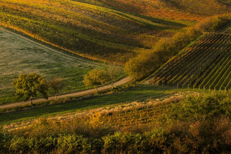 Autumn in the vineyards фото превью