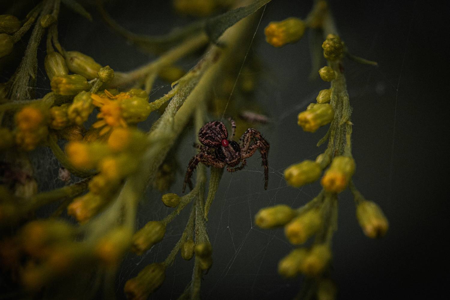 макро пауки, Dmitrijs Rjabcevs