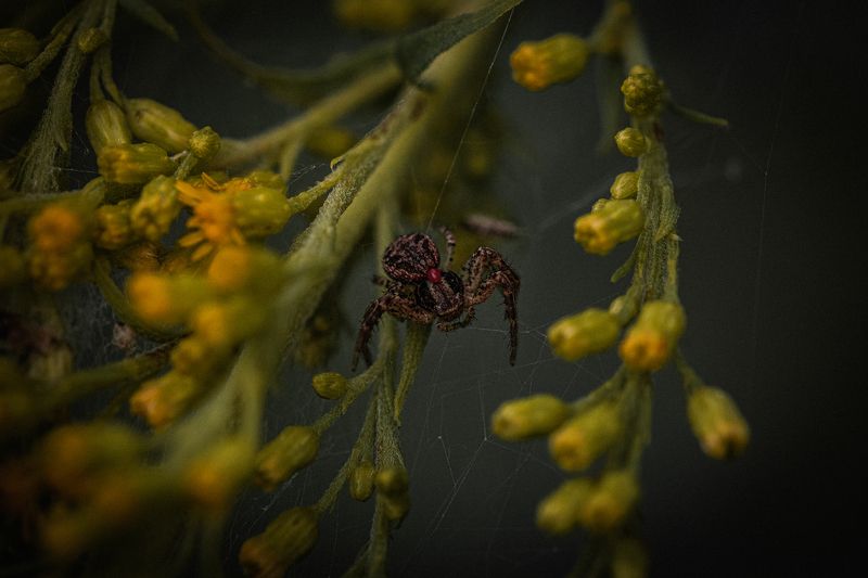 макро пауки Хищник в ожидании своей жертвы. фото превью