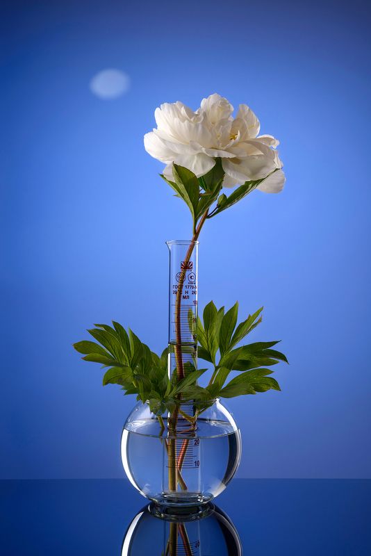 Танец белых лебедей (пионов). фото превью