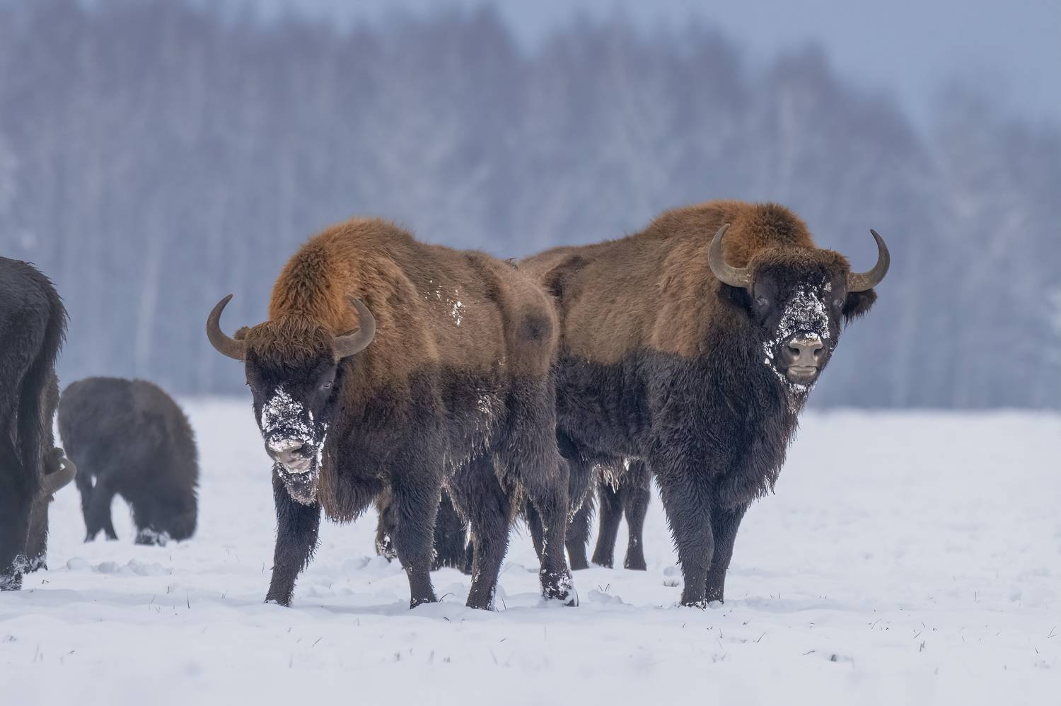 , Валерия Трейтяк