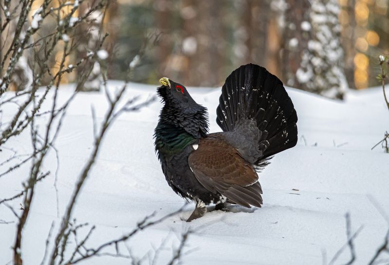 глухарь, птицы, беларусь, красный бор Глухарь в снегу фото превью