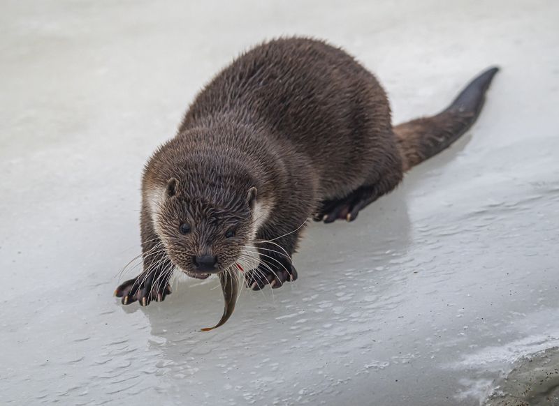 выдра, лед, зима, беларусь, красный бор Рыболов фото превью