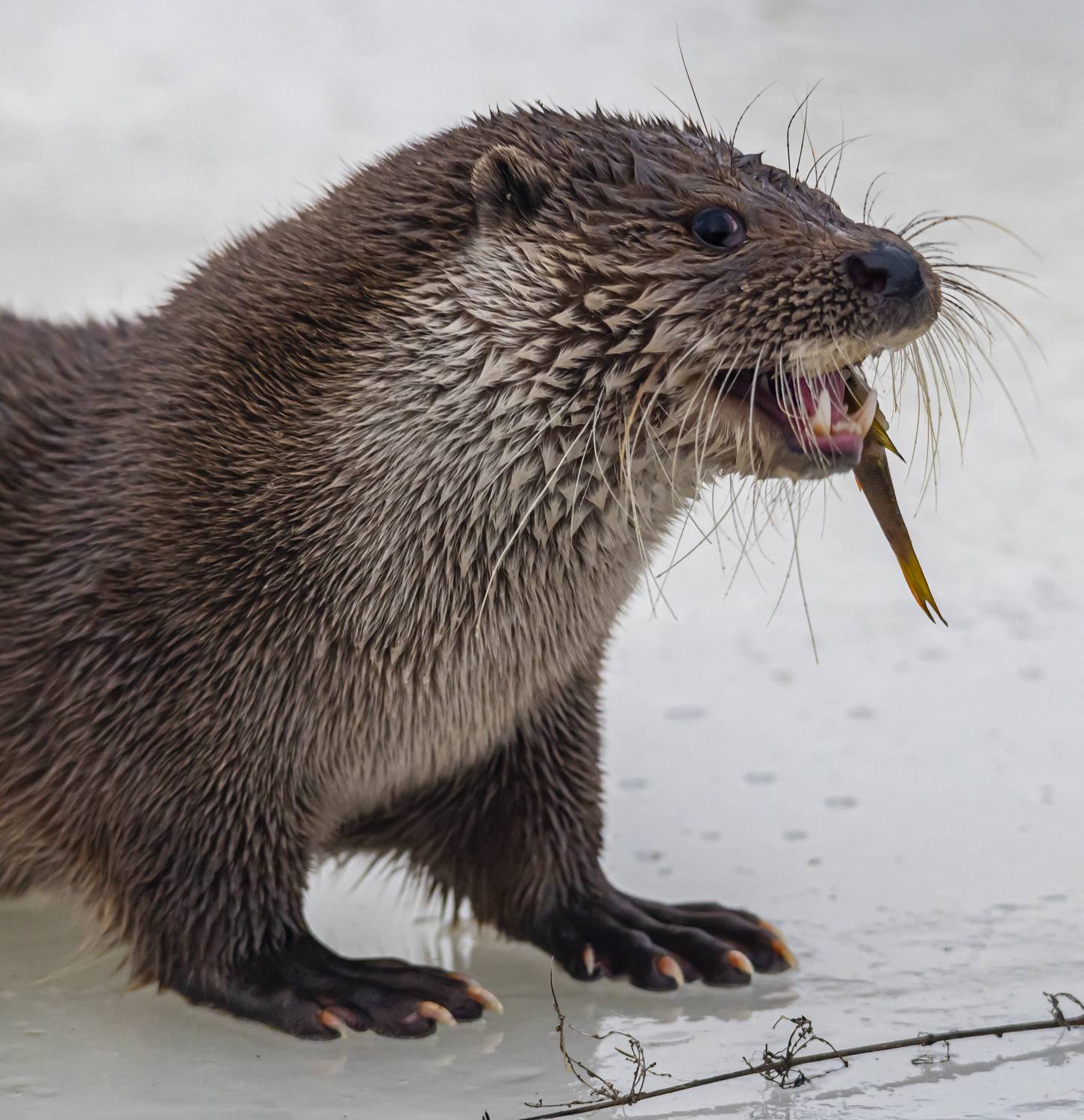 выдра, зима, беларусь, красный бор, Савчук Сергей