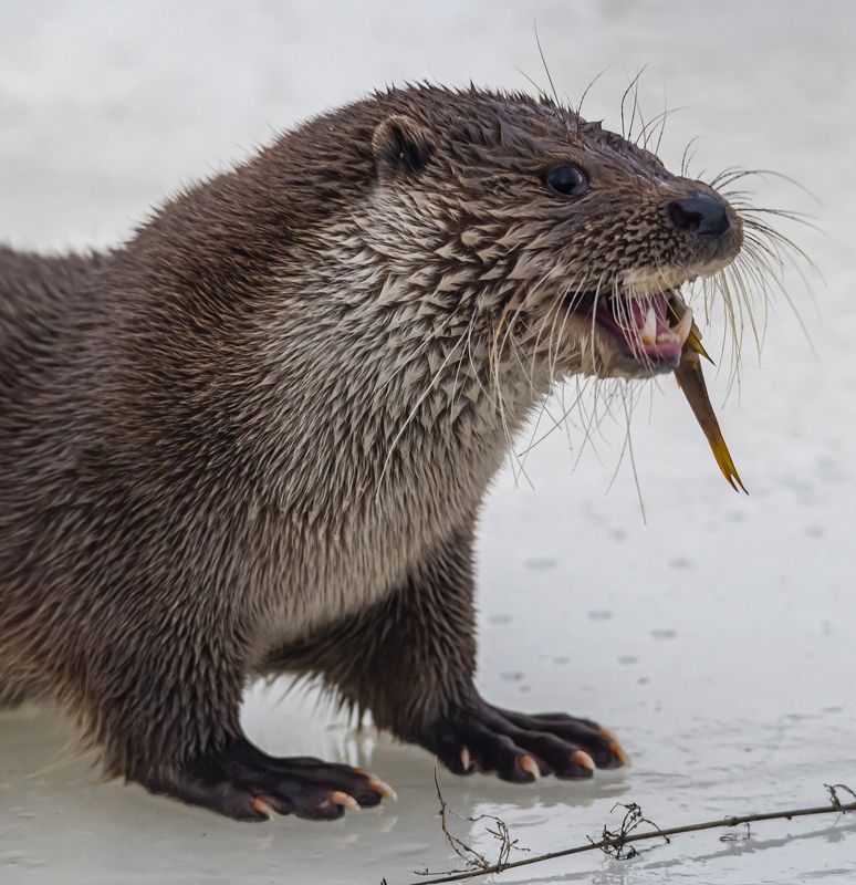 выдра, зима, беларусь, красный бор Вкусный окунь фото превью