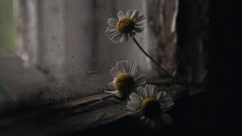 по эту сторону жизни фото превью