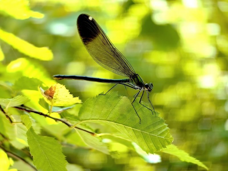 Стрекоза Стрекоза фото превью