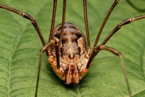 Opiliones