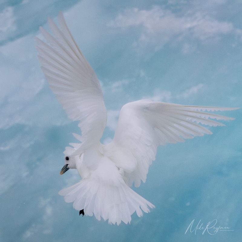 polar bears, arctic fox, ivory gull, arctic angel, arctic, svalbard, spitsbergen Shades of White and Blue фото превью