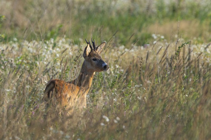 Молодой козлик фото превью