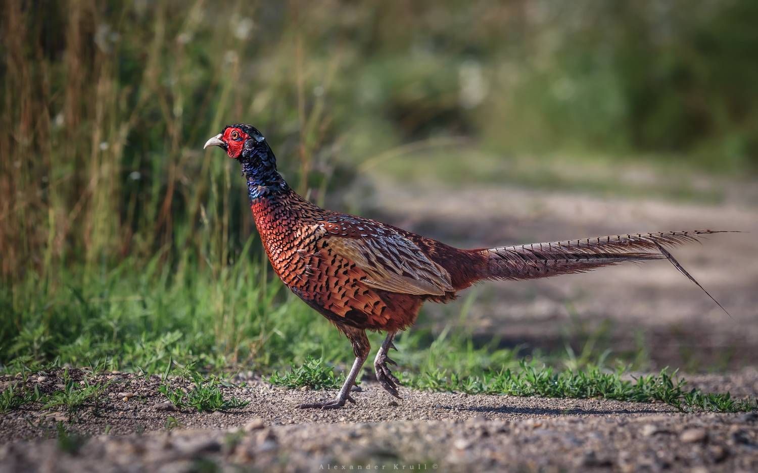 фазан, Круль Александр