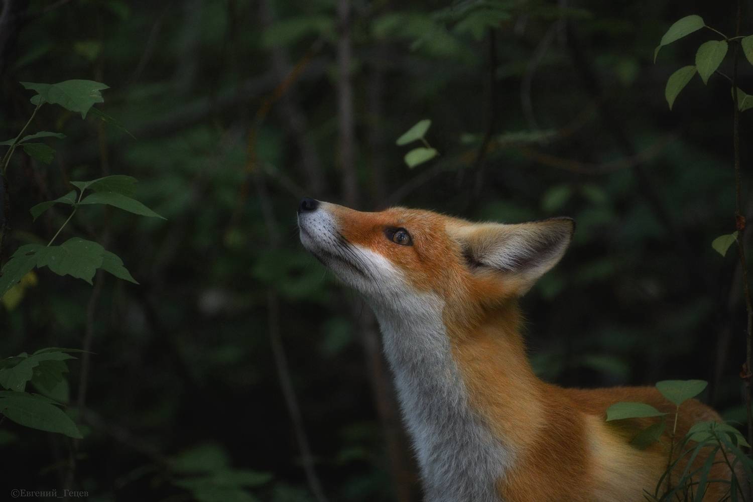 природа, животные, лиса, россия, урал, Евгений Гецев